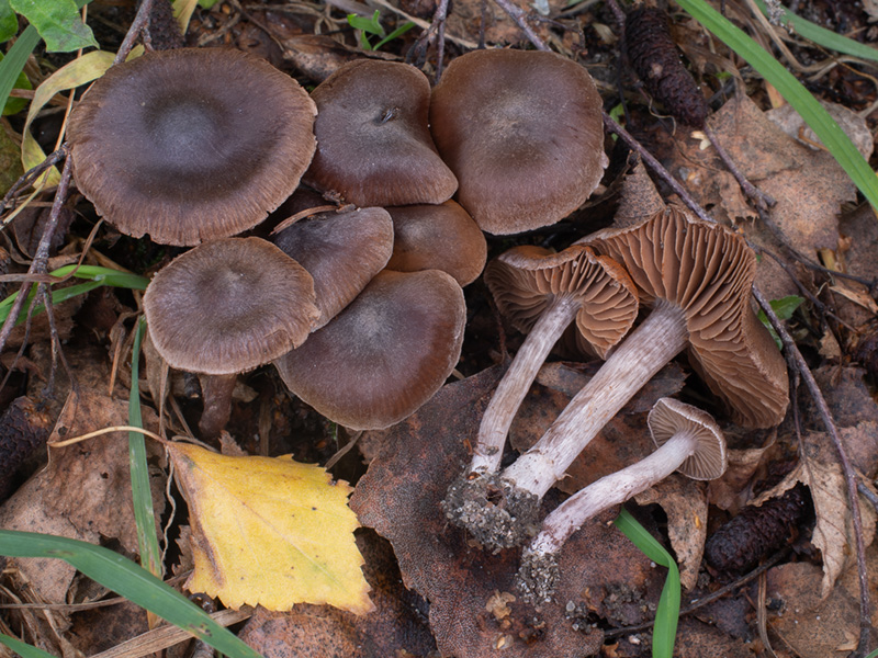 Cortinarius vernus Cortinarius vernus